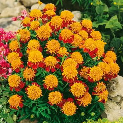 Œillet d'Inde - Tiger Eyes - Tagetes patula - Pétales acajou vif et centre orange éclatant - Graines fraîches