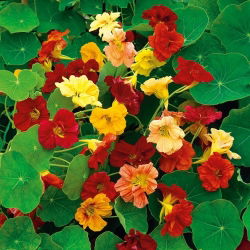 Große Kapuzinerkresse - Gleam - Mischung - Tropaeolum majus - Rankend oder kletternd, erreicht bis zu 150 cm - Samen
