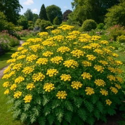 Common Tansy - Tanacetum vulgare - 10 g - Ornamental plant, natural insect repellent, ideal for fermented plant extracts - Fresh Seeds