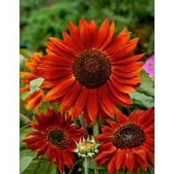 Sunflower - Velvet Queen - Helianthus annuus - 1 kg - Low-Maintenance, High-Impact - For Professionals and Hobbyists - Fresh Seeds
