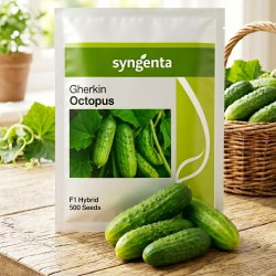 Krastavac - Octopus F1 - 500 sjemenki - Syngenta - Visokoprinosna sorta za kiseljenje, otporna na bolesti