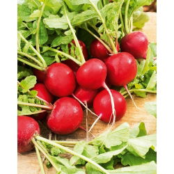 Rabanete - Carmesa - 100 g - Casca fina, sabor intenso - Perfeito para saladas - Sementes frescas