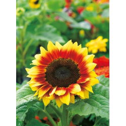 Almindelig solsikke - Twilight Zone - Helianthus annuus - frø