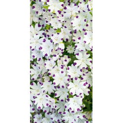 Five Spot seeds - Nemophila maculata - 200 seeds