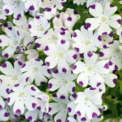 Five Spot seeds - Nemophila maculata - 200 seeds