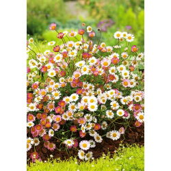 Мексичко семе Флеабане - Еригерон карвинскианус - 390 семена - Erigeron karvinskianus