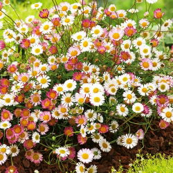 Мексичко семе Флеабане - Еригерон карвинскианус - 390 семена - Erigeron karvinskianus