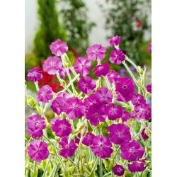 Rose Campion sēklas - Lychnis coronaria - 360 sēklas