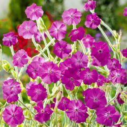 Rose Campion sēklas - Lychnis coronaria - 360 sēklas