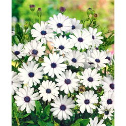 White Cape Daisy, African Daisy seeds - Osteospermum ecklonis - 35 seeds