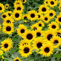 Dwarf Sunflower - Bambino - Helianthus annuus - 1 kg - Pollinator Powerhouse - Attracts Bees, Butterflies & Beneficial Insects - Fresh Seeds
