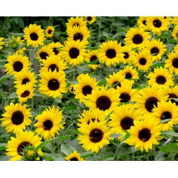 Dwarf Sunflower - Bambino - Helianthus annuus - 1 kg - Pollinator Powerhouse - Attracts Bees, Butterflies & Beneficial Insects - Fresh Seeds