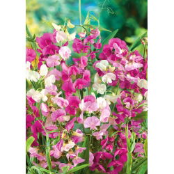 Sonsuz Bezelye, Çok Yıllık Bezelye karışık tohumlar - Lathyrus latifolius - 18 seeds
