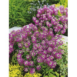 Alisato dolce di giglio viola, alison dolce - 1750 semi - Lobularia maritima.