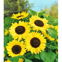 Almindelig solsikke - Bambino - Helianthus annuus - frø