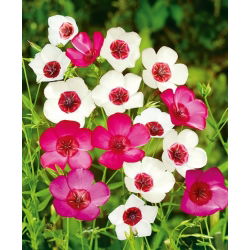 Scarlet Flax Bright Eyes zaden - Linum grandiflorum - 300 zaden