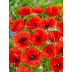 Common Poppy - Papaver rhoeas - 100 g - Classic Choice for Wildflower Meadows - Fresh Seeds