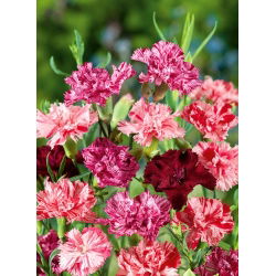 Aednelk - Szabo - mix - 250 seemned - Dianthus caryophyllus Chabaud