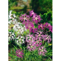Aasnelk - 280 seemned - Dianthus superbus