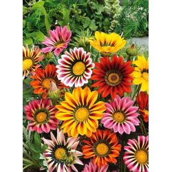 Treasure Flower, Gazania mix semen - Gazania rigens - 130 semen - Gazania splendens - semena