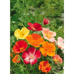 California Poppy, Golden Poppy seemned - Eschscholzia californica - 600 seemnet