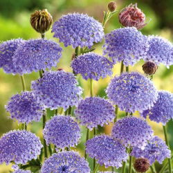 2816 西ドイツ 社会福祉 牧草地の野草の花 4種完 1977年 2816 西ドイツ 社会福祉 牧草地の野草の花 4種完 1977年