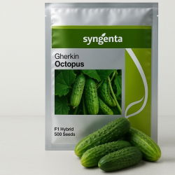 Cucumber - Octopus F1 - 500 seeds - Syngenta - High-Yield, Disease-Resistant Pickling Variety