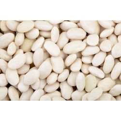 Judía enana - Igolomska - para grano seco - 500 g - Semillas