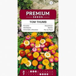 Двойна двойна вечна цвете смесени семена - Helichrysum monstrosum nana fl.pl. - 600 семена - Helichrysum Arenarium