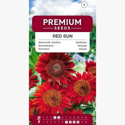 Solsikke - Red Sun - Helianthus annuus - Langvarig skønhed - Friske frø