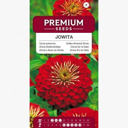 Zinnia elegans - Jowita - Punane - Zinnia elegans fl.pl. Dahliaeflora - seemned