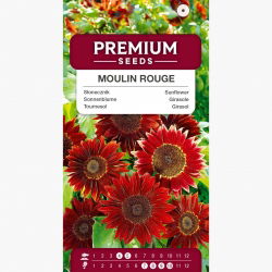 Solsikke - Moulin Rouge - Helianthus annuus - Slående dybrøde blomster - Friske frø
