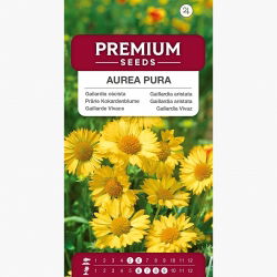 Gaillardia, Trobojnica - Aurea Pura - rumena - Gaillardia aristata - Čist zlati sijaj - Sveža semena