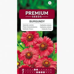 Gaillardia, Trobojnica - Burgundy - Gaillardia aristata - Razkošni bordo cvetni listi - Sveža semena