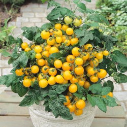 Fioriera In Ceramica Bianca Ceramica Grande Rotonda Moderna