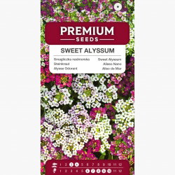 Sweet Alyssum - Piante Profumate In Vaso, Confezione Da 3 | Ideale Per Balconi E Giardini - Foto 5