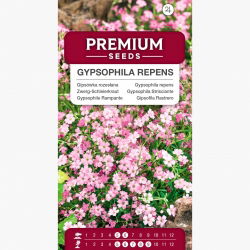 Kriechende Gipskraut Samen - Gypsophila repens - 480 Samen