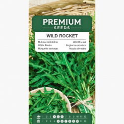 Foguete de parede perene, Foguete selvagem, Foguete de areia - 2000 sementes - Diplotaxis tenuifolia