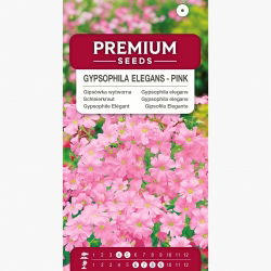 Sommer Schleierkraut, Gemeiner Gipskraut - rosa