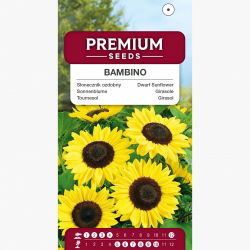 Almindelig solsikke - Bambino - Helianthus annuus - frø