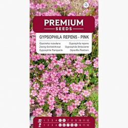 Kriechende Gipskraut - Rosa- Samen - Gypsophila repens -Samen