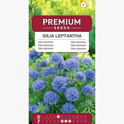 Gilia leptantha - Gilia leptantha - Nežna, zračna tekstura - Sveža semena