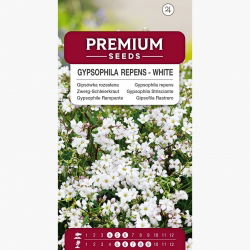 Zwerg-Schleierkraut - weiße - Gypsophila repens - Schneeweiße Blüten, filigrane Schönheit - Samen