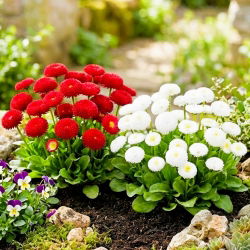 Graines De Fleurs PAQUERETTE TASSO (Bellis Perennis) - Graineterie A