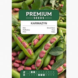 そらまめ「ハングダウンホワイト」 - 種子500g - Vicia faba L