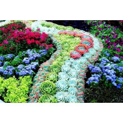 Houseleeks - a selection of varieties - Sempervivum sp. - Hardy and Drought-Resistant Perennial - Fresh Seeds