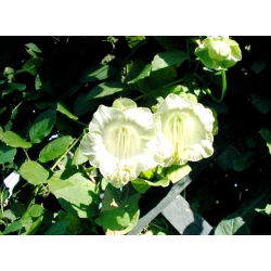Cup dan Panggang Vine benih - Cobaea scandens - 6 biji