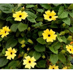 Thunbergia mix семена - Thunbergia - 20 семена