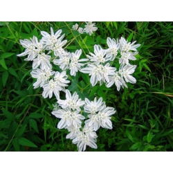 Snow on the Mountain seeds - Euphorbia marginata - 15 seeds