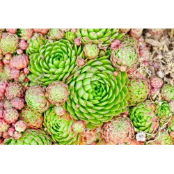Houseleeks - a selection of varieties - Sempervivum sp. - Hardy and Drought-Resistant Perennial - Fresh Seeds